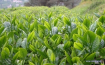 2015 Taban Çay Fiyatı Açıklandı