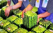 Küp Şeklinde Karpuz Japon İcadı Yoğun İlgi Görüyor