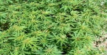 KENEVİRLER PİYASAYA SÜRÜLMEDEN YAKALANDI