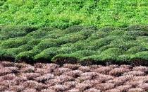 Çay Bahçelerinin Gübrelere Zamanı Geldi