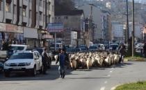 Şehir Merkezinde Caddelerde Keçi Sürüsü